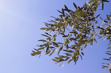 Olives on olive tree branch in Athens, Greece.
