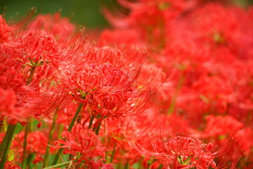彼岸花（曼殊沙華）