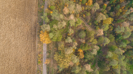 Green field and autumn forest aerial view