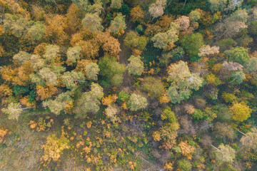 Green field and autumn forest aerial view