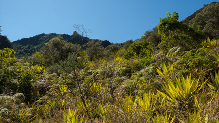 Obraz na płótnie Canvas Vegetation in a tropical mountain, 