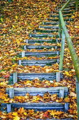 Obraz premium wooden steps at a forest