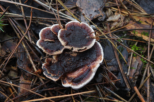 Fungo Hydnellum zonatum nella pineta,primo piano