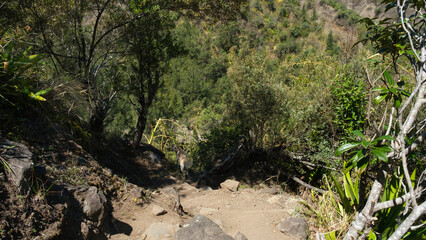Dog walking in the mountains