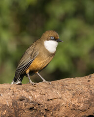 White-throated Laughingthrush perched on a tree log