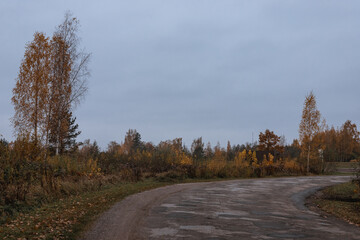 road in autumn forest