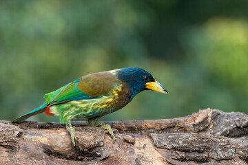 Great Barbet resting on a tree log