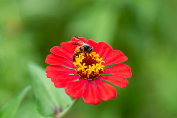 Honey bee on a red zinnia