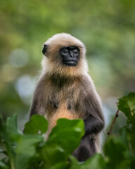Gray Langur with eyes shut