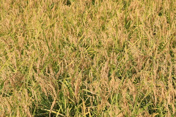 벼가 익어가는 아름다운 가을 들판