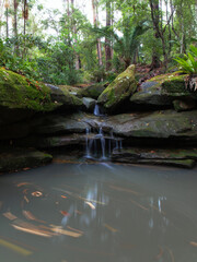 Small waterfall with leaves around the water.