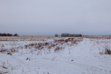 Autumn landscape - Grass on a snowy field. The grass turns yellow on the snow-covered field. A strip of bare trees can be seen in the distance.