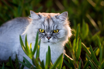 Persian chinchilla cat. Cat sitting in the grass outdoors. Beautiful cat.