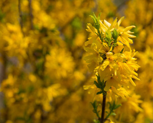yellow flowers in the garden