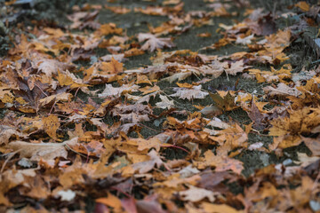 autumn leaves on the ground
