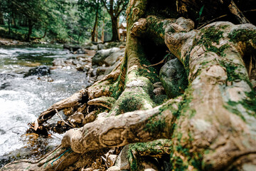 The roots of the big tree by the water