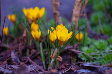 Spring bright yellow flowers crocuses in a clearing in the forest