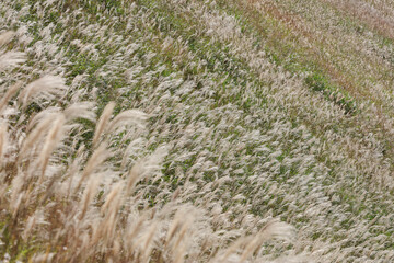 曽爾高原の風に揺れる一面のススキ