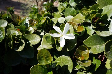 Carissa Grandiflora blossom, white flowers with strong scent, selective focus