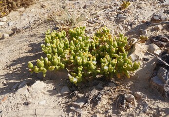 Zygophyllum Qatarense in full bloom