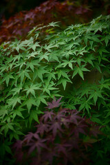 Leaves change color in the autumn. 