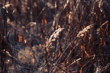 fluffy grass in the field in early spring