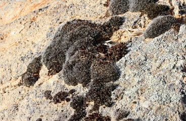 close-up lichen plant on stone