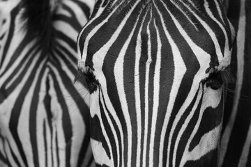 abstract black and white texture of zebra skin