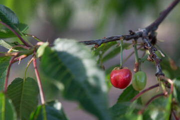 cherries on a branch
