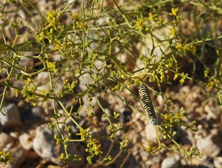 Papilio Machaon caterpillar  sits on the desert flower