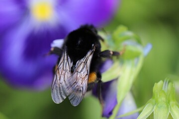 Close-up (macro shoot) of a bee to a flower petal