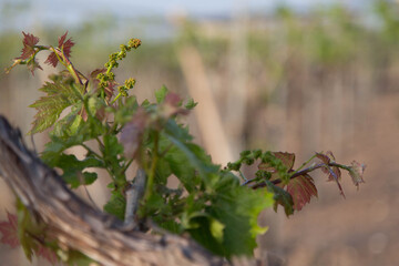 bunch of grapes starting to grow