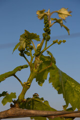 bunch of grapes starting to grow