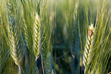 golden wheat field in summer