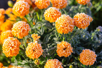 Blooming marigolds covered with frost. Selective focus. Bokeh.