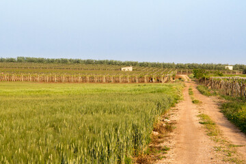 landscape with vineyard in the background