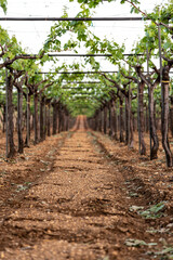 path in the vineyard