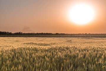 sunset over field of golden wheat