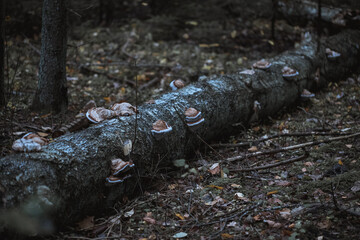  brown wood stem decay fungus growing on the tree bark in the forest. Red belted conk.	