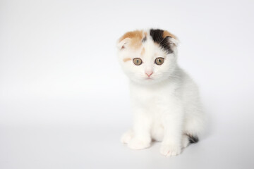 Scottish Fold kittens are sitting on white background. Portrait of the white kittens are sitting for look at camera.