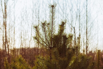 young Christmas tree in early spring on a clear day