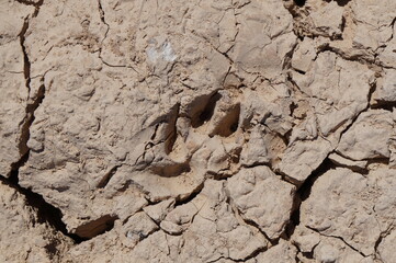 The footprints of hyena on the dryed clay soil