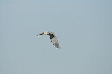 Flying Black-Shouldered Kite (Elanus axillaris)