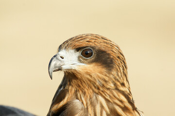 Red-tailed Hawk (Buteo jamaicensis) Close-up Shot from Side