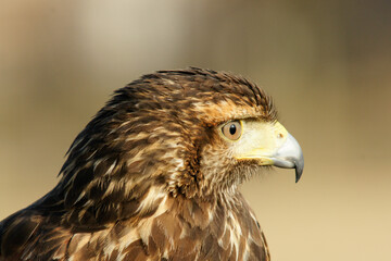 Harris's Hawk Close-up Side Shot