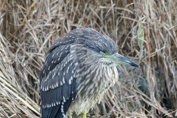 Sleeping Young Black-crowned Night Heron