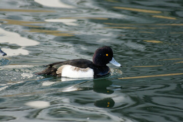 Tufted duck (Aythya fuligula) Swimming