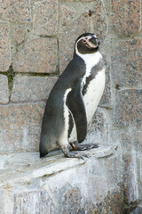 Humboldt penguin Standing on the Rock