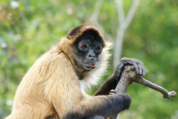 Geoffroy's Spider Monkey Looking Here