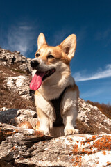 One Pembroke Welsh Corgi looks at the camera from the mountain while hiking in the mountains